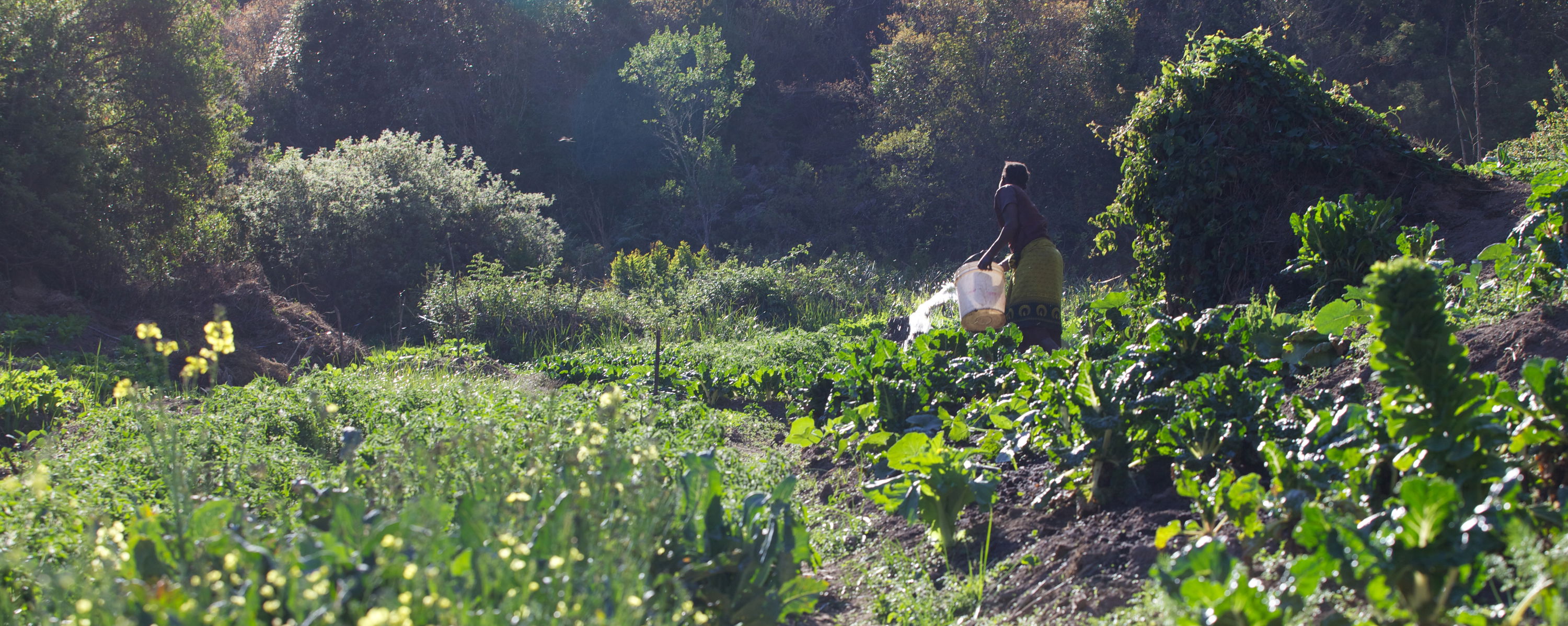 Mufindi Highlands Lodge Vegetable Garden