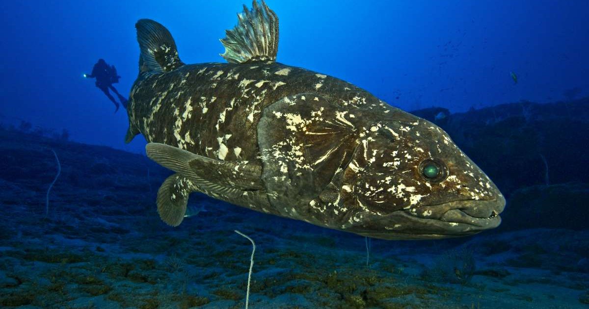 Coelacanths are alive and well at Sodwana Bay - Sodwana Bay Lodge ...