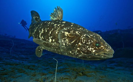 Coelacanth