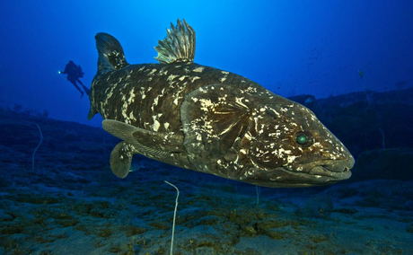 Coelacanth Coelacanth