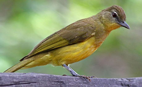 Yellow-bellied Greenbul Yellow-bellied Greenbul