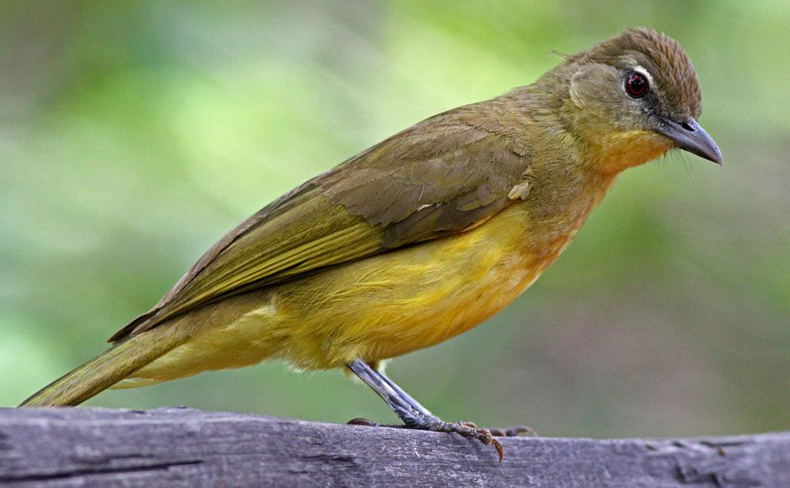 Yellow-bellied Greenbul Yellow-bellied Greenbul
