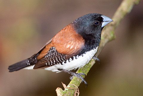 Red-backed Manikin