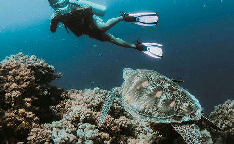 Diving at Sodwana Bay Lodge