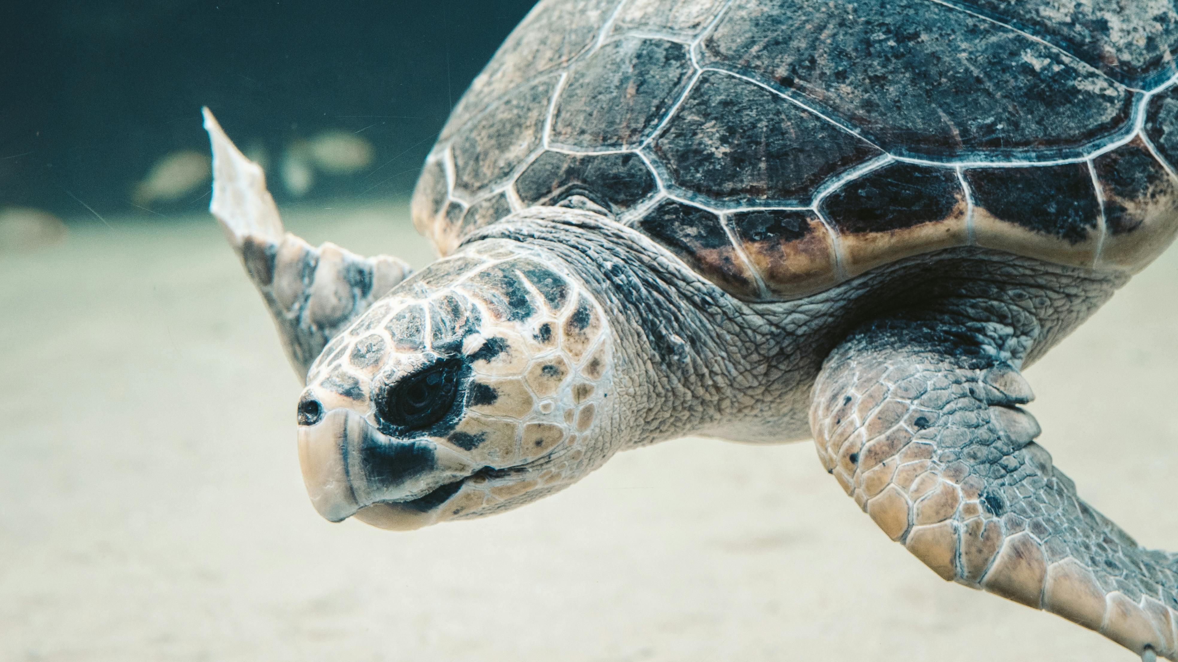 Sodwana Bay Lodge Turtle Tours