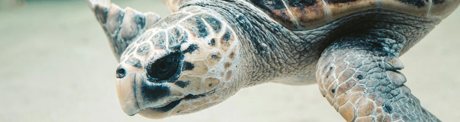 Sodwana Bay Lodge Turtle Tours