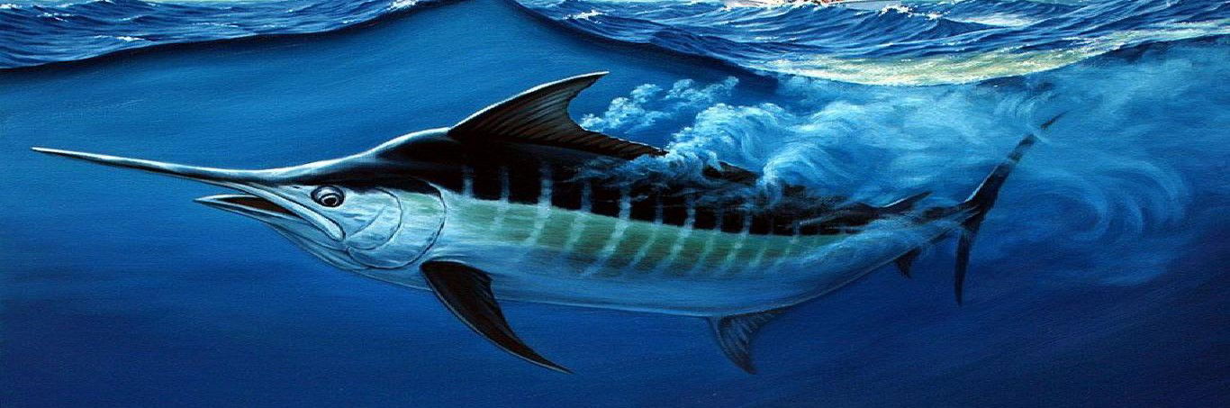 Marlin fishing