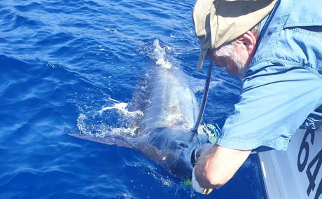 Catch and release of marlin