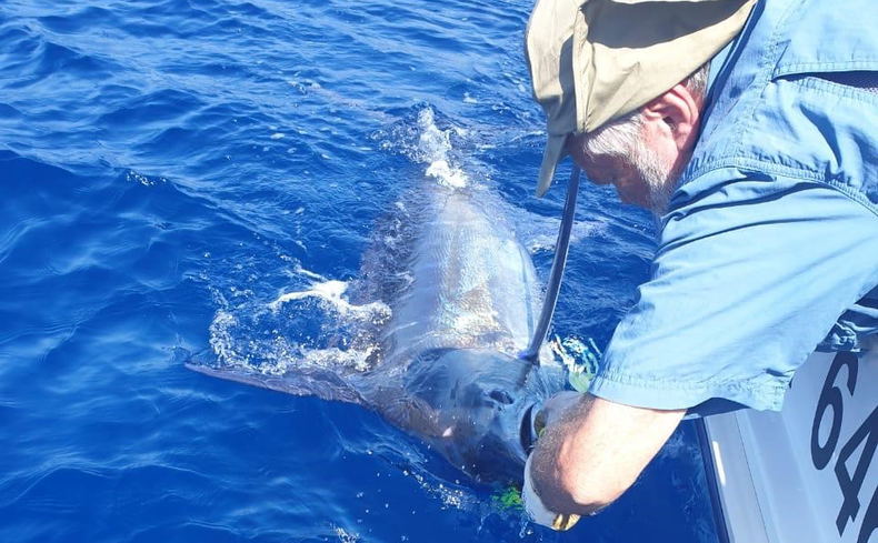 Catch and release of marlin Catch and release of marlin