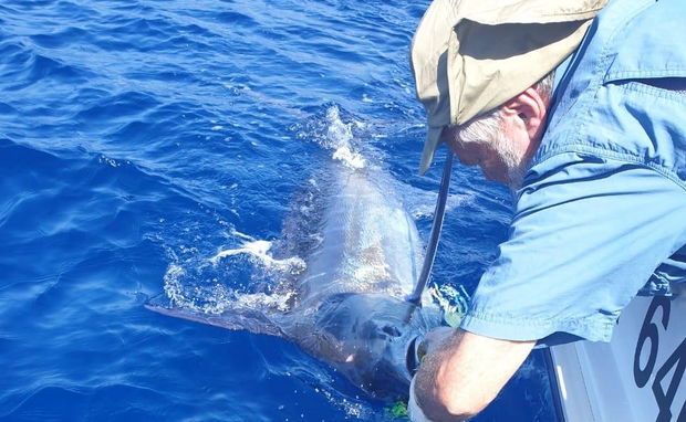 Catch and release of marlin