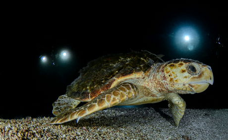 Night diving at Sodwana Bay Lodge