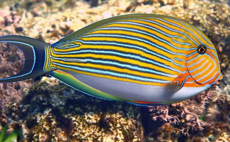 The Clown Surgeon Fish