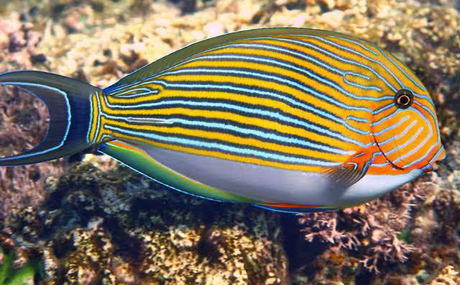 The Clown Surgeon Fish The Clown Surgeon Fish