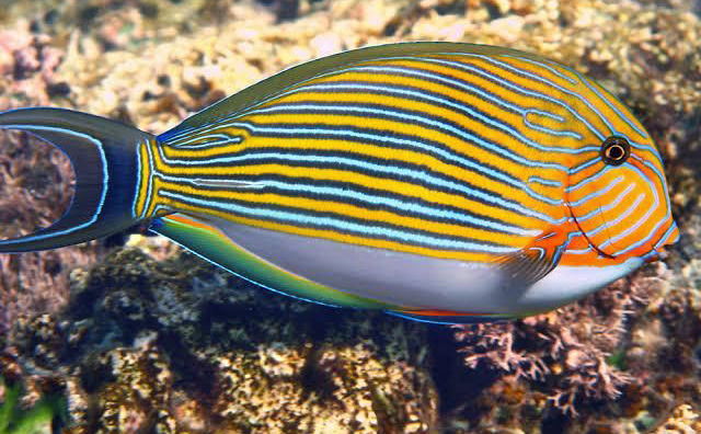 The Clown Surgeon Fish