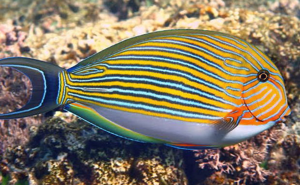 The Clown Surgeon Fish
