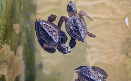 Turtle hatchlings at Sodwana Bay