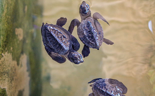 Turtle hatchlings at Sodwana Bay Turtle hatchlings at Sodwana Bay