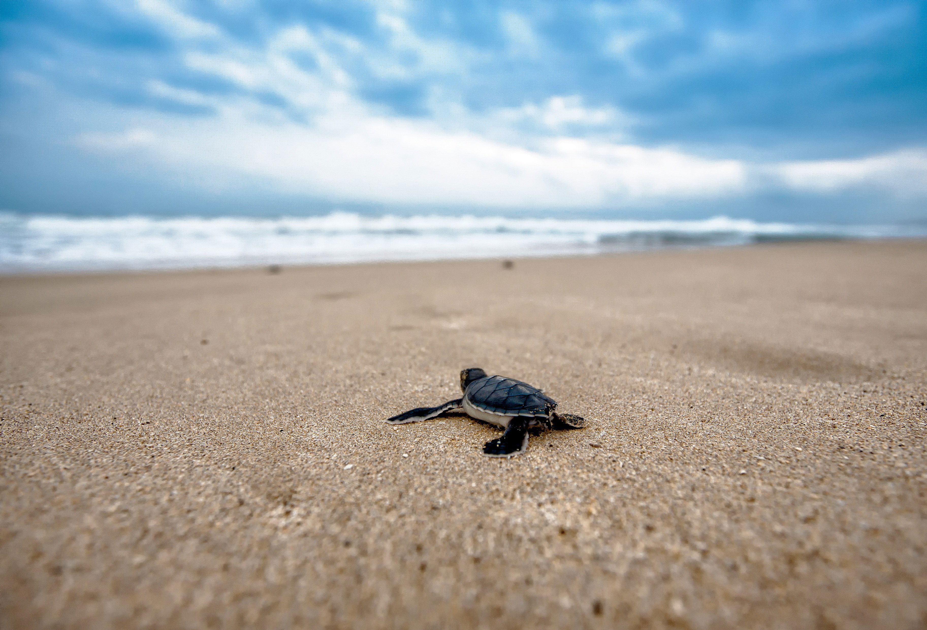 Turtle hatchlings at Sodwana Bay