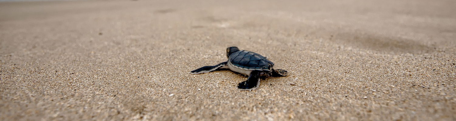 Turtle hatchlings at Sodwana Bay