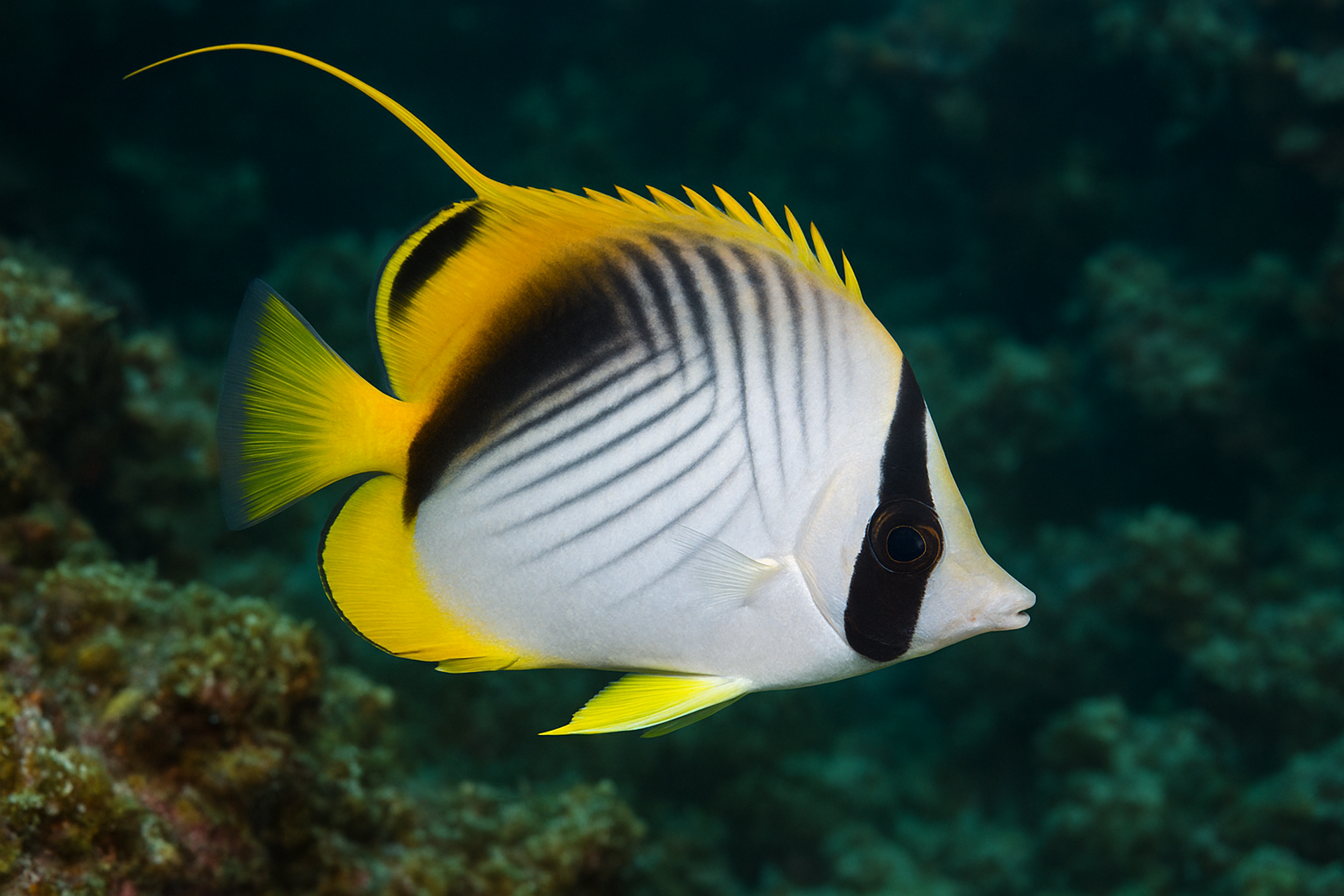 Threadfin Butterflyfish