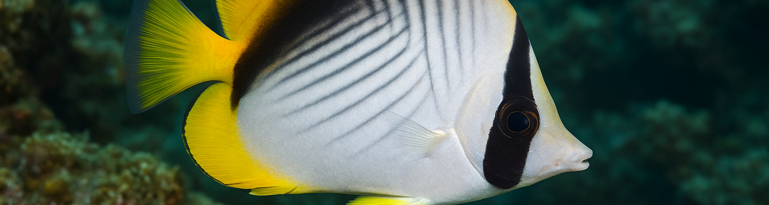 Threadfin Butterflyfish