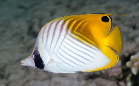 Threadfin Butterflyfish