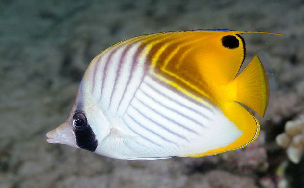 Threadfin Butterflyfish Threadfin Butterflyfish