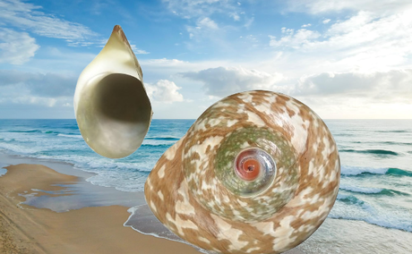Shell searching at Sodwana Bay beach