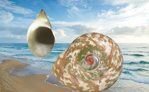 Shell searching at Sodwana Bay beach Shell searching at Sodwana Bay beach