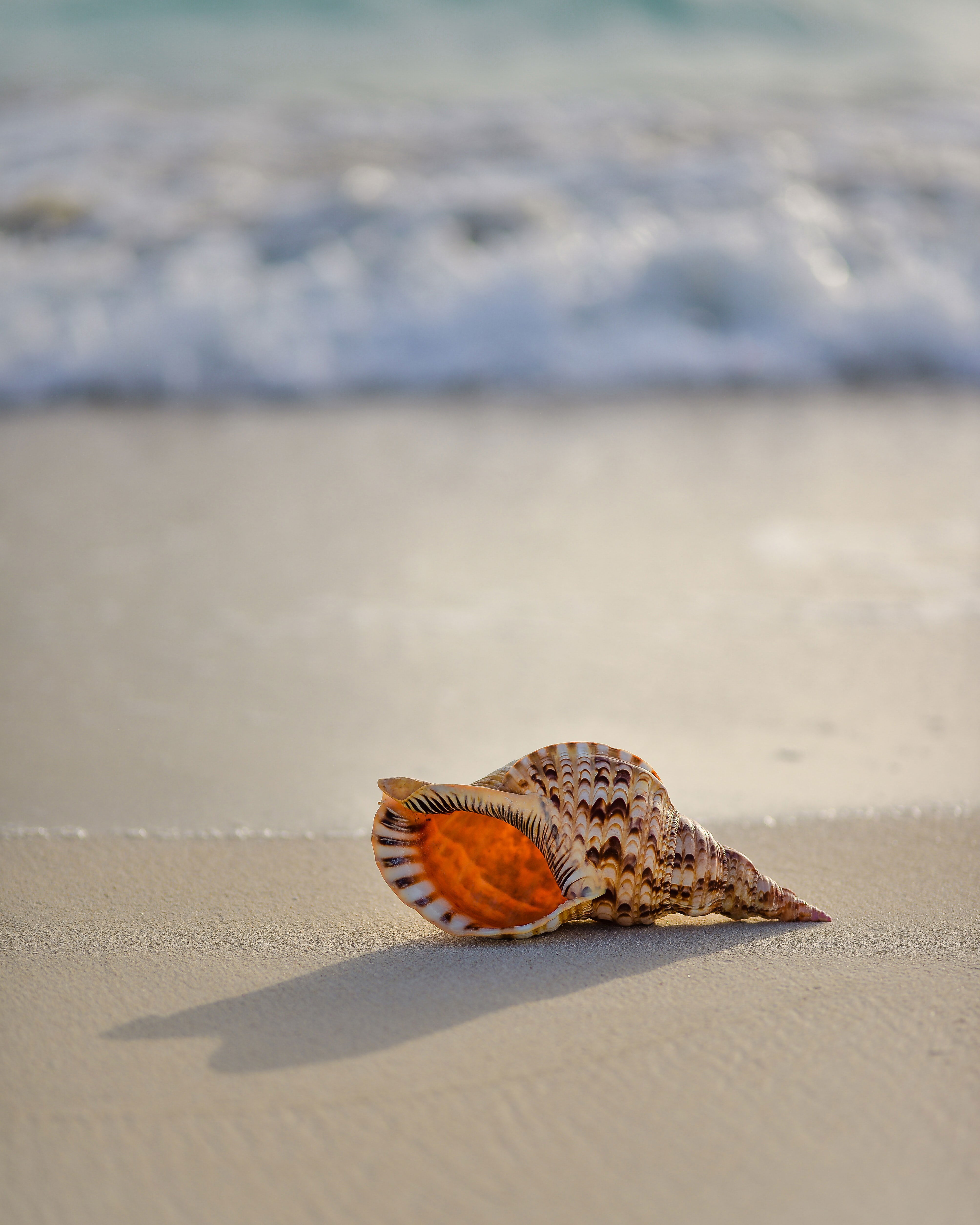 Shell searching at Sodwana Bay beach