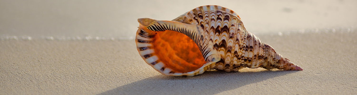 Shell searching at Sodwana Bay beach