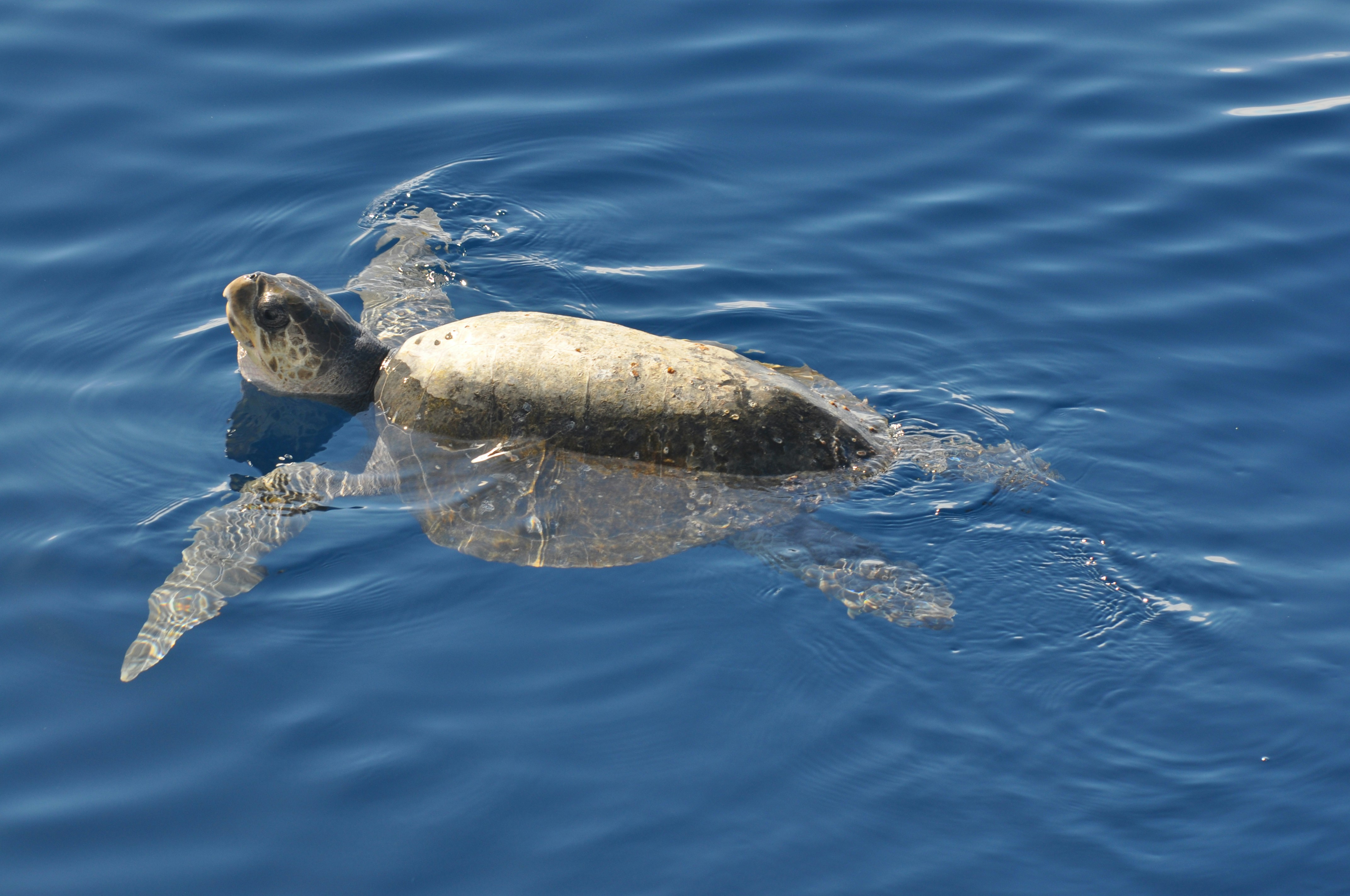 Sodwana Bay Lodge Turtle Tours