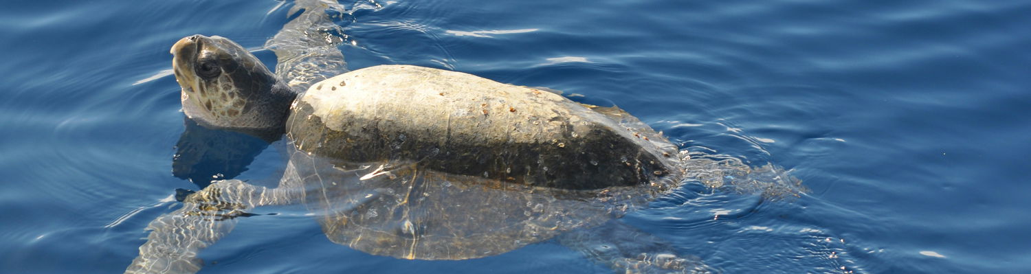 Sodwana Bay Lodge Turtle Tours