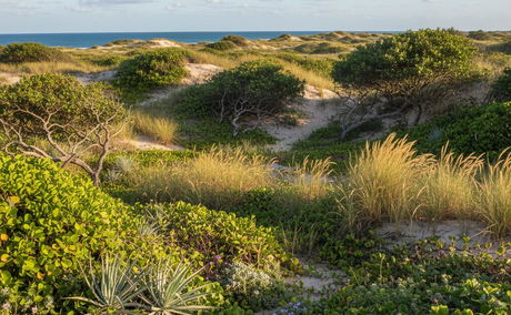 Sodwana Bay dune vegetation Sodwana Bay dune vegetation