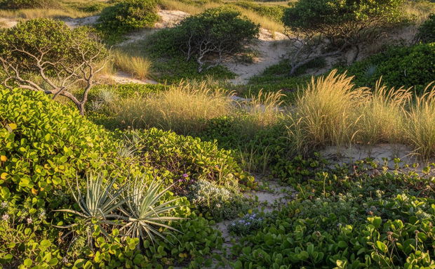 Sodwana Bay dune vegetation Sodwana Bay dune vegetation