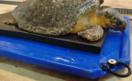 Finley, the rescued loggerhead Finley, the rescued loggerhead