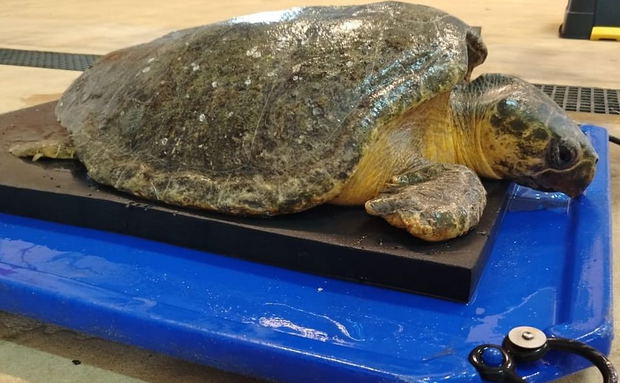 Finley, the rescued loggerhead Finley, the rescued loggerhead