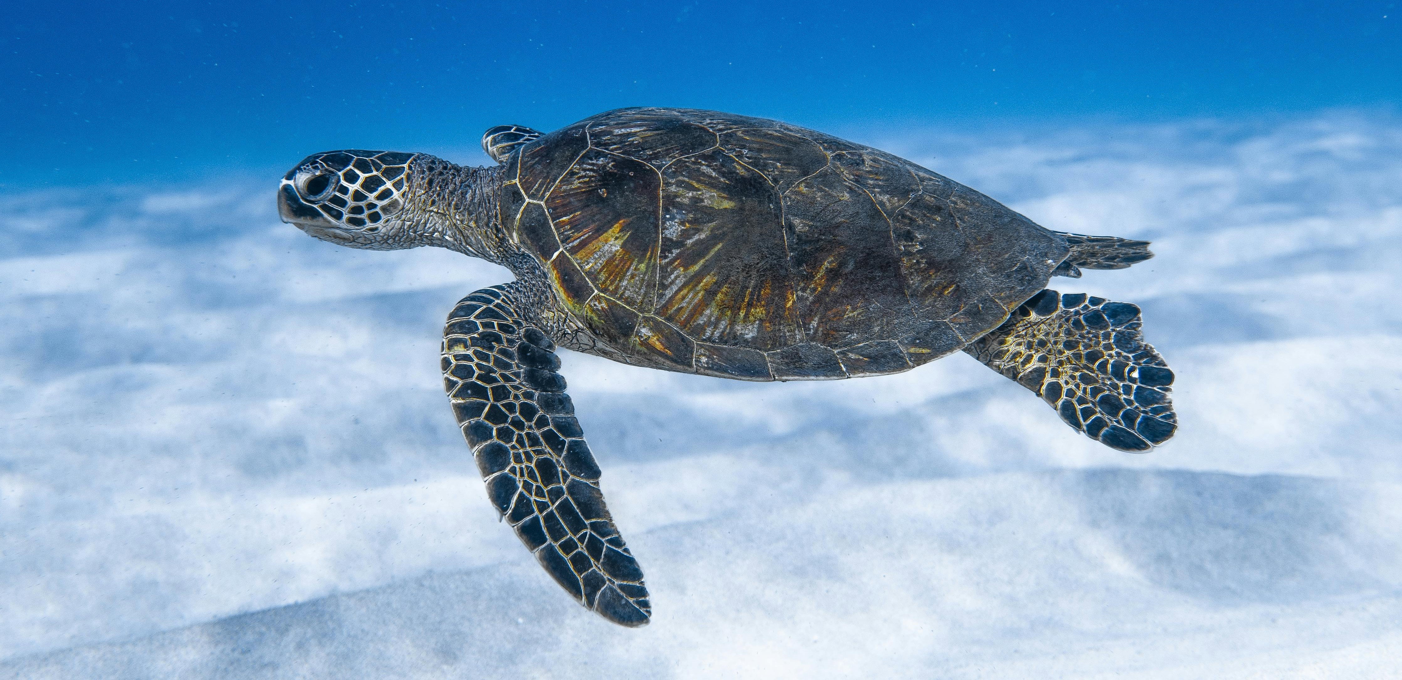 Conserving our precious turtles