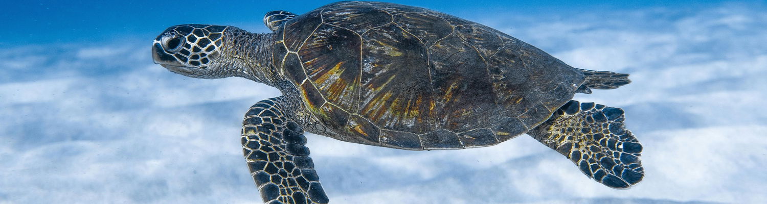 Conserving our precious turtles