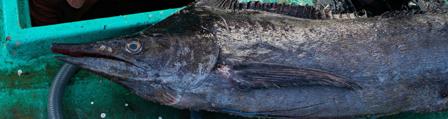 Fishing competitions at Sodwana Bay