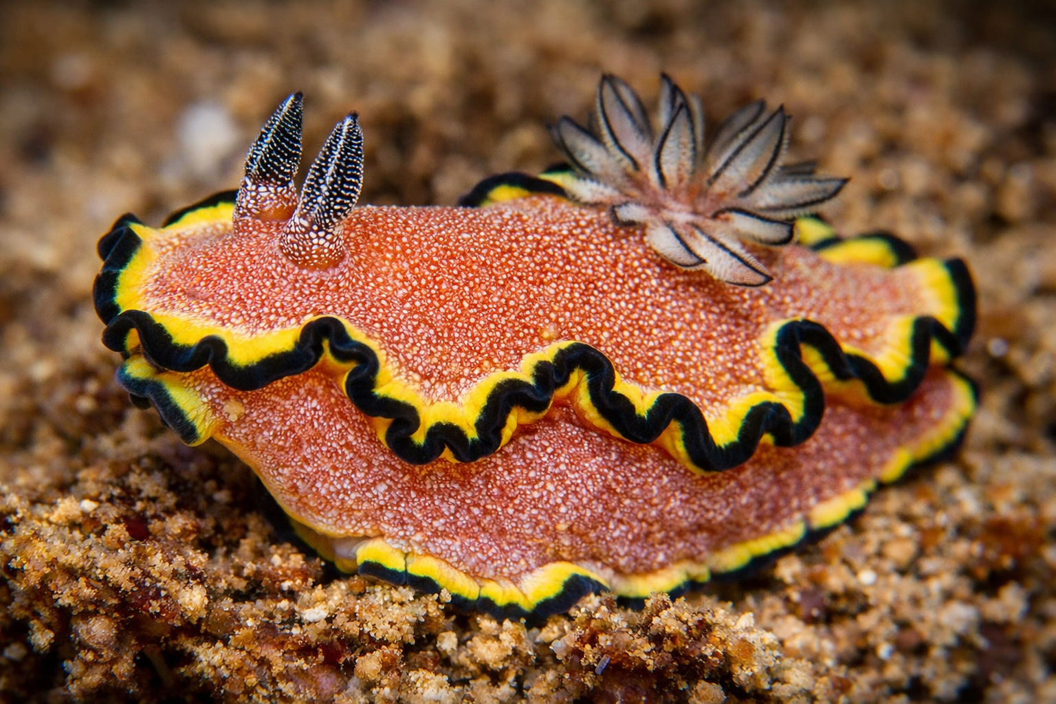 Glossodoris bonwanga