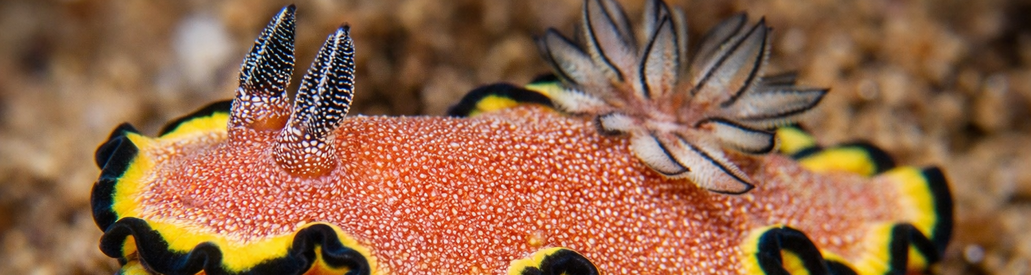 Glossodoris bonwanga