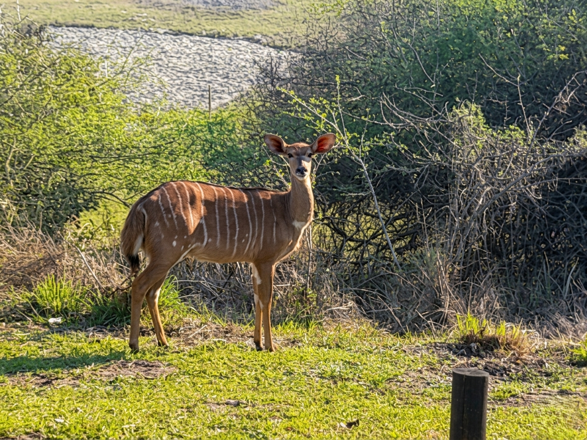 Hi there! I'm a nyala.