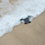 How to rescue tiny turtles