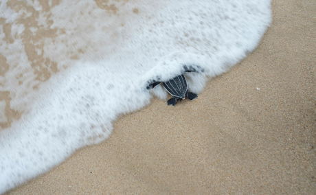 Turtle hatchlings washed ashore Turtle hatchlings washed ashore