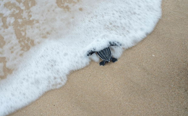 Turtle hatchlings washed ashore Turtle hatchlings washed ashore