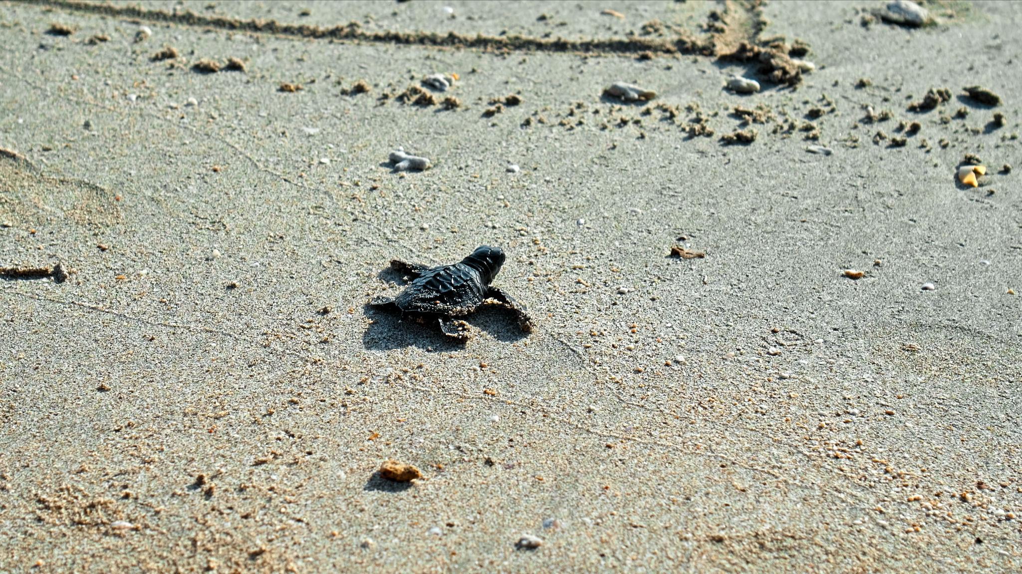 Turtle hatchling washed ashore