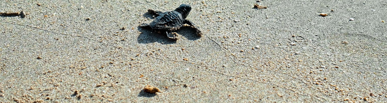 Turtle hatchling washed ashore