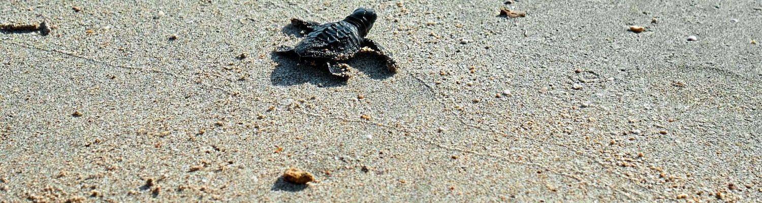 Turtle hatchling washed ashore