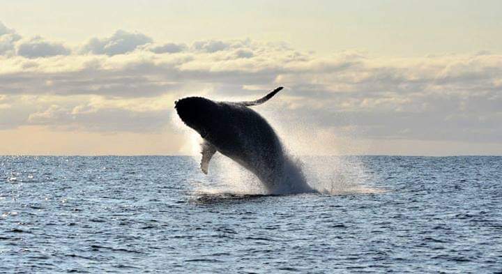 A humpback whale off Sodwana Bay coast.
